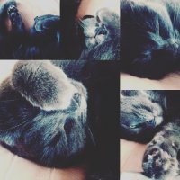 стоило мне только отвернуться, как мой кот залил свои фотки в интернеты)))