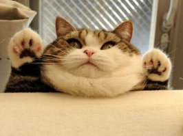 Селфи-кот запилил новые фотки