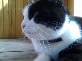 фото с котосессии
