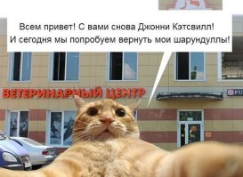 Селфи-кот запилил новые фотки
