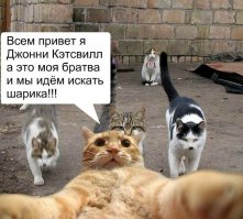 Селфи-кот запилил новые фотки