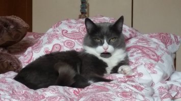 Все своих котов постят, дай и я.