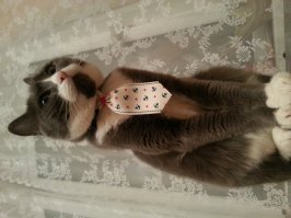 Все своих котов постят, дай и я.