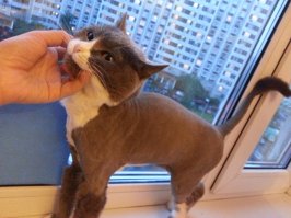 Все своих котов постят, дай и я.