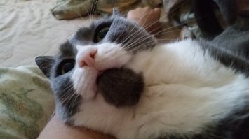 Все своих котов постят, дай и я.