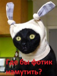 Селфи-кот запилил новые фотки