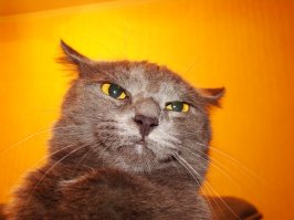 Котэ одобряэ