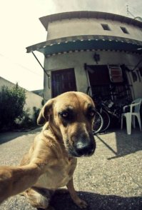 Селфи-кот запилил новые фотки