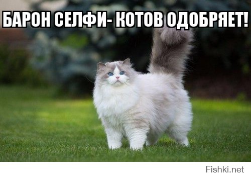 Селфи-кот запилил новые фотки