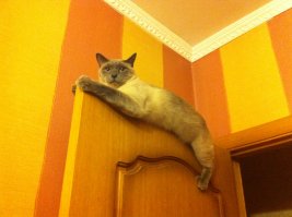 Мой так любит лежать. Как будто мест больше негде нету.