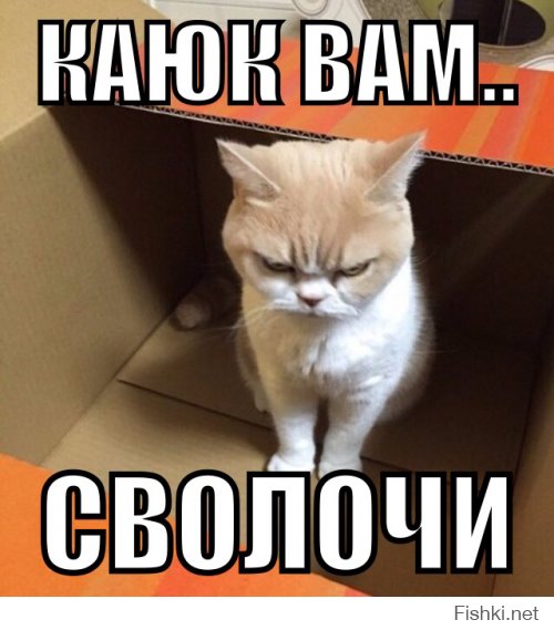 Коюки — самый сердитый кот Японии