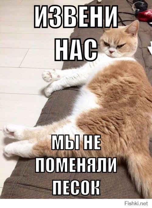 Коюки — самый сердитый кот Японии