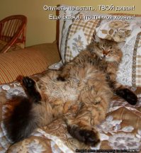 Немного про кота