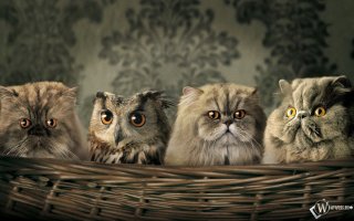 Котики