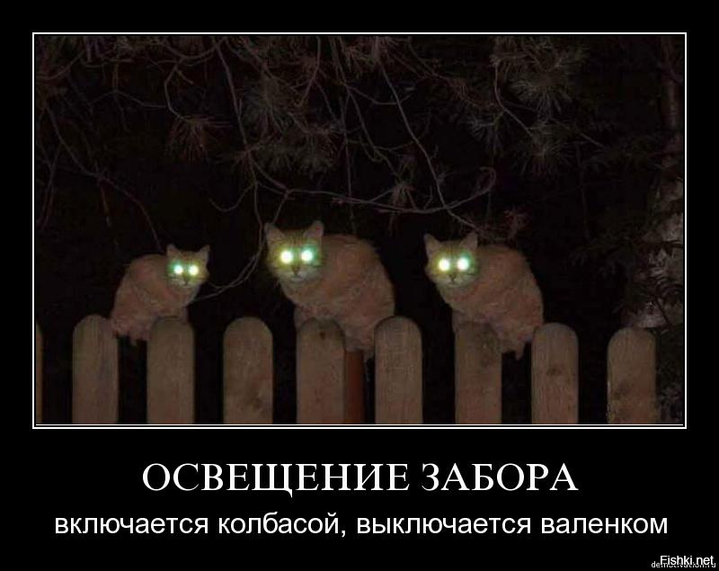 Немного про кота
