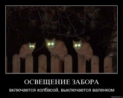 Немного про кота