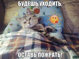 Моя кошка почти буквально так "говорила", утром когда готовили себе есть, она подходила к кухне, из коридора многозначительно смотрела, если не замечали могла голос подать, ей накладывали еды, она из далека убеждалась, что еду положили и шла дальше спать, потом в течении дня подъедала.