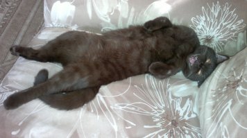 Котики