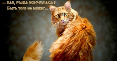 Котики