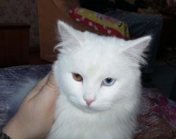 Удивительные глаза