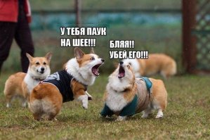 Смешные и пошлые картинки