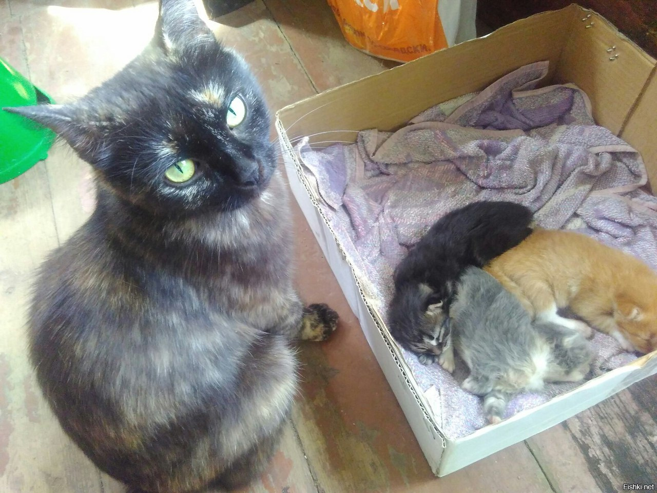 Нам тоже приблудившаяся кошка кулёчек счастья принесла =)) Никому котиков не надо?
