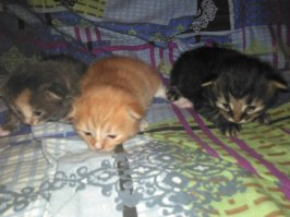 Нам тоже приблудившаяся кошка кулёчек счастья принесла =)) Никому котиков не надо?