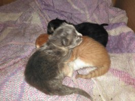 Нам тоже приблудившаяся кошка кулёчек счастья принесла =)) Никому котиков не надо?