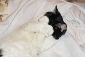 Котики