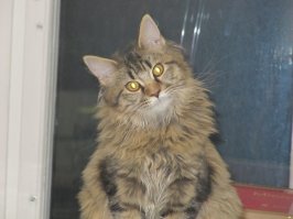 Немного про кота