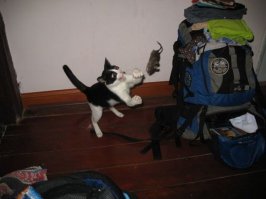 Котейкины дела