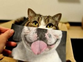Котейкины дела