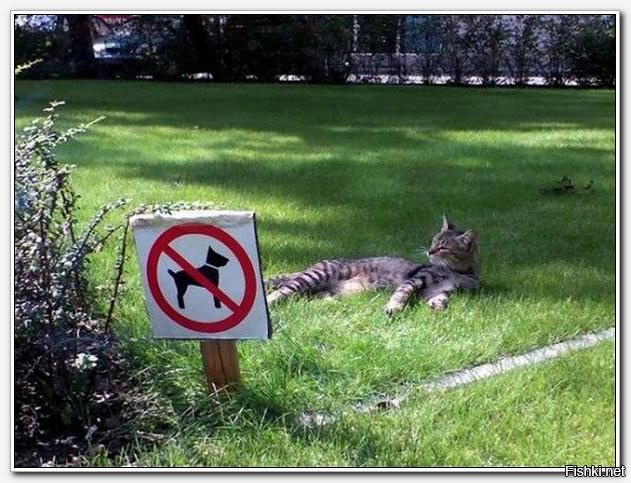 Котейкины дела