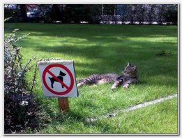 Котейкины дела