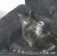 Котейкины дела