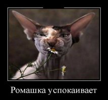 Еще веселые картинки...ихм есть у меня