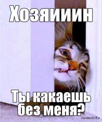 Котейки