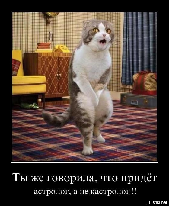 Смешные фото приколы и мемы с котами и кошками
