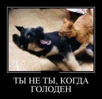 Смешные фото приколы и мемы с котами и кошками