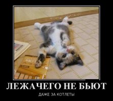 Смешные фото приколы и мемы с котами и кошками