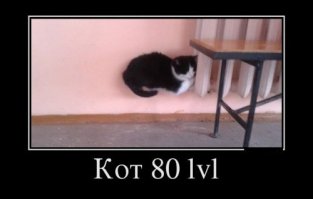 Смешные фото приколы и мемы с котами и кошками