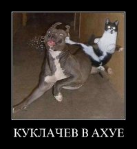 Смешные фото приколы и мемы с котами и кошками