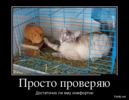 Смешные фото приколы и мемы с котами и кошками