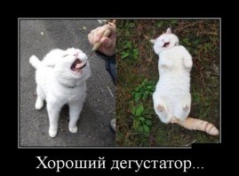 Смешные фото приколы и мемы с котами и кошками
