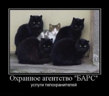 Смешные фото приколы и мемы с котами и кошками