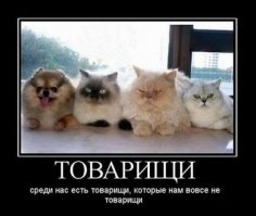 Смешные фото приколы и мемы с котами и кошками