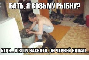 Смешные фото приколы и мемы с котами и кошками