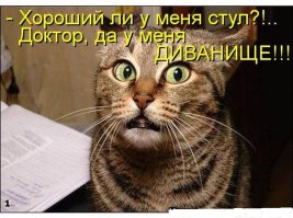 Смешные фото приколы и мемы с котами и кошками