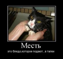 Смешные фото приколы и мемы с котами и кошками