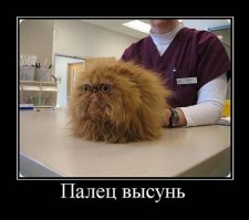 Смешные фото приколы и мемы с котами и кошками